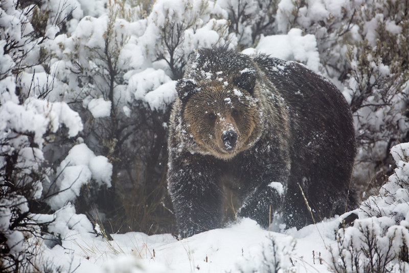 Through the Wilderness: My Story of Redemption and Healing in the American Wild