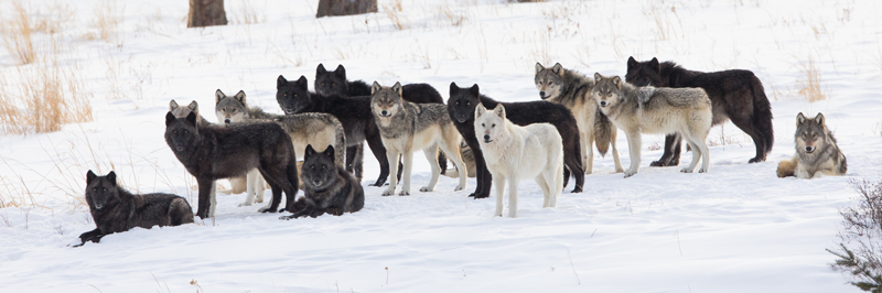 Through the Wilderness: My Story of Redemption and Healing in the American Wild